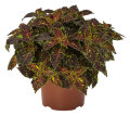 Palettblad Coleus